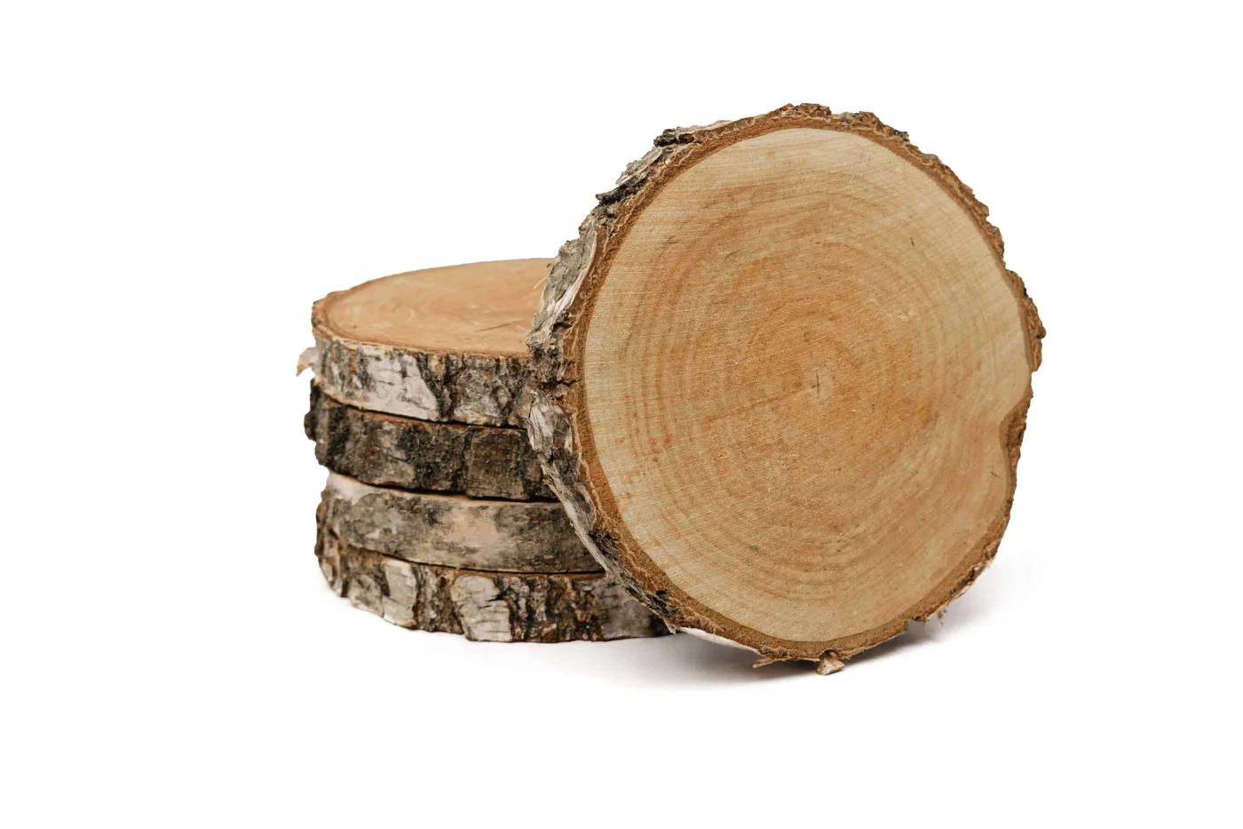 Plátok brezového dreva, priemer 15 – 20 cm, hrúbka 2 cm