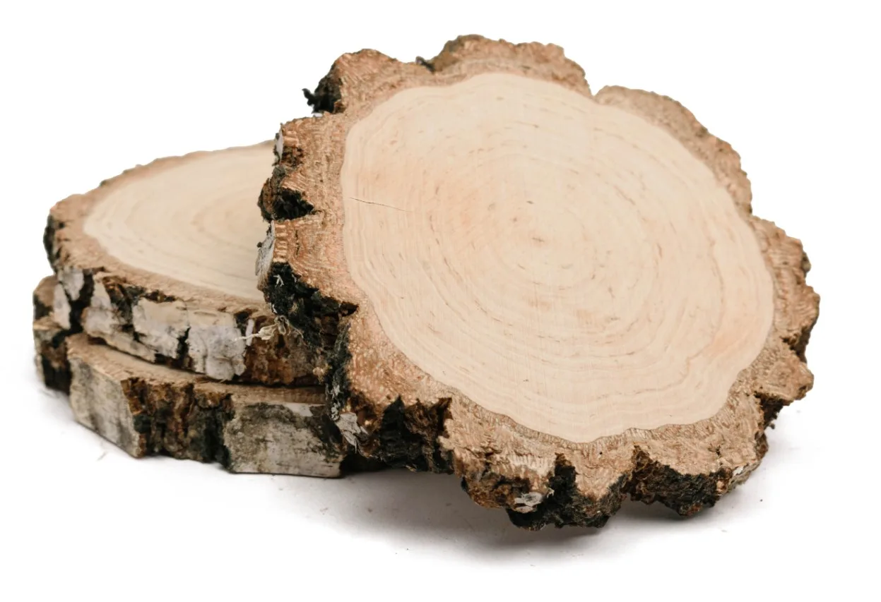 Plátok brezového dreva, priemer 12 – 15 cm, hrúbka 2 cm, brúsený, s hrubou kôrou